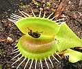 Leaf beetle (Paria) trapped by Dionaea muscipula