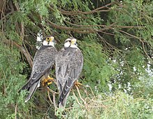 Laggar falcon pair. The darker-headed one on the left is an adult male and the paler-headed one is an adult female. Such variations are not unusual.