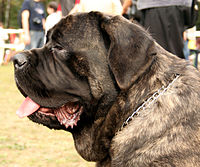 Mastiff con le tipiche labbra pendenti