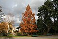 L'unica Metasequoia glyptostroboides del parco.