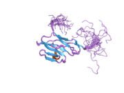 2dks: Solution structure of the first IG-like domain of human carcinoembryonic antigen related cell adhesion molecule 8