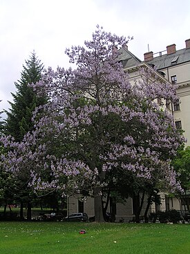 Павловния войлочная