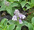 Pennellianthus frutescens