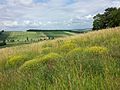 Lösstrockenrasen sind das natürliche Habitat des Stauden-Rapsdotters.