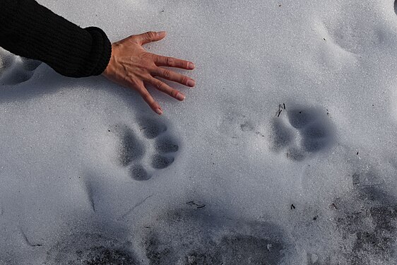 Canide tracks enlarged by melting in the sun, Germany