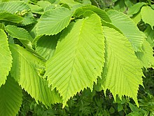 Ulmus glabra 001.jpg