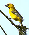 Ptica:Altamira oriole