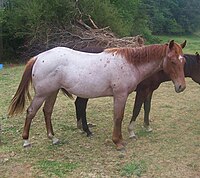 Pelatges ruans: Pèls blancs "afegits" al cos.