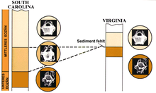 Biostratigraphie usgs.png