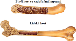 anatomie, člověk, pták, kost