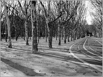 Arbres de la place des Quinconces.