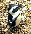 African Penguin Spheniscus demersus