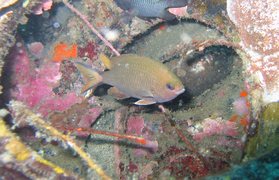 Chromis scotochiloptera