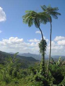 DirkvdM baracoa palmtrees.jpg