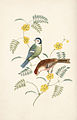 Blue Tit & Redpoll, 1817