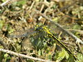 Gomphus pulchellus