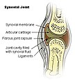 Synovial joint