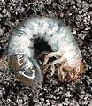 Japanese beetle larva(grub worm)