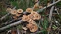 Funghi nel suolo della foresta di Marselisborg in Danimarca