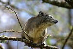 Thumbnail for Southern tree hyrax