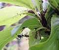 Sireum ngukut aphid