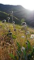 Balsamorhiza sagittata mature seed heads in June