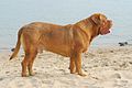 Dogue de Bordeaux: 556 psi (39,7 kg/cm2)