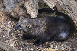 Pékan (Pekania pennanti)