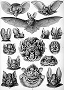 Vleermuizen (Chiroptera)