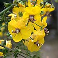 Verbascum arcturus