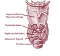 Fig. 1 Anatomy of the thyroid