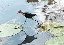 Kresta jakanao (Irediparra gallinacea)