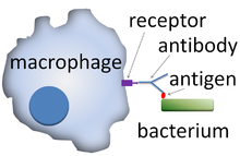 A cartoon: The macrophage is depicted as a distorted solid circle. On the surface of the circle is a small y-shaped figure that is connected to a solid rectangle which depicts a bacterium.