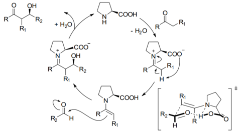 Katalysezyklus der organokatalytischen Aldolreaktion mit (S)-Prolin