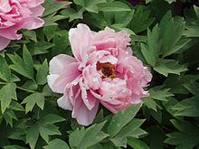 Paeonia suffruticosa