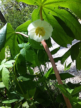 Præriefodblad (Podophyllum peltatum) Foto: Heiditoronto