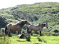 Connemara arrazako pottokak