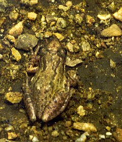 Description de l'image Scinax staufferi.jpg.