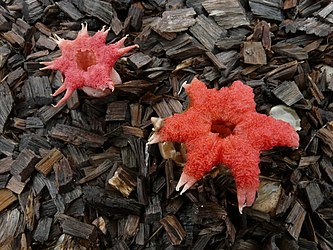 Anemone stinkhorn