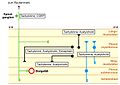 Tachykinine im Darmnervensystem. Primär afferentes Neuron grün, erregende Neurone schwarz, hemmende Neurone blau.