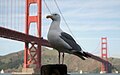 Western Gull