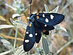 Zygaena ephialtes – Oberseite