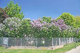 Syringarium with trees in blossom