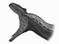 Allosaurus Jaws