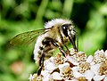 Osmia ribifloris