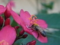 European honey bee, Kaunakakai, HI