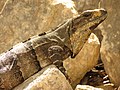 Una hembra en Uxmal, Yucatán, México (11 de febrero de 2015).