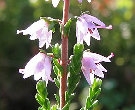 Utslagna blommor.