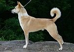 Canaan dog ("Kanaan-hund"), israelisk pariahund.