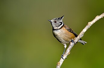 Mésange huppée.